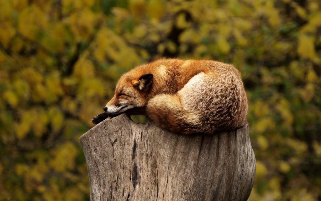 Einschlaftipps Titelbild: Schlafender Fuchs