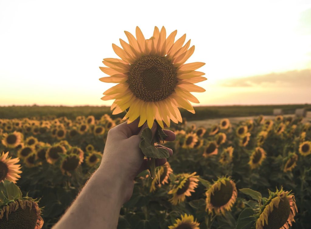 Titelbild: Mann hält Sonnenblume voller Dankbarkeit