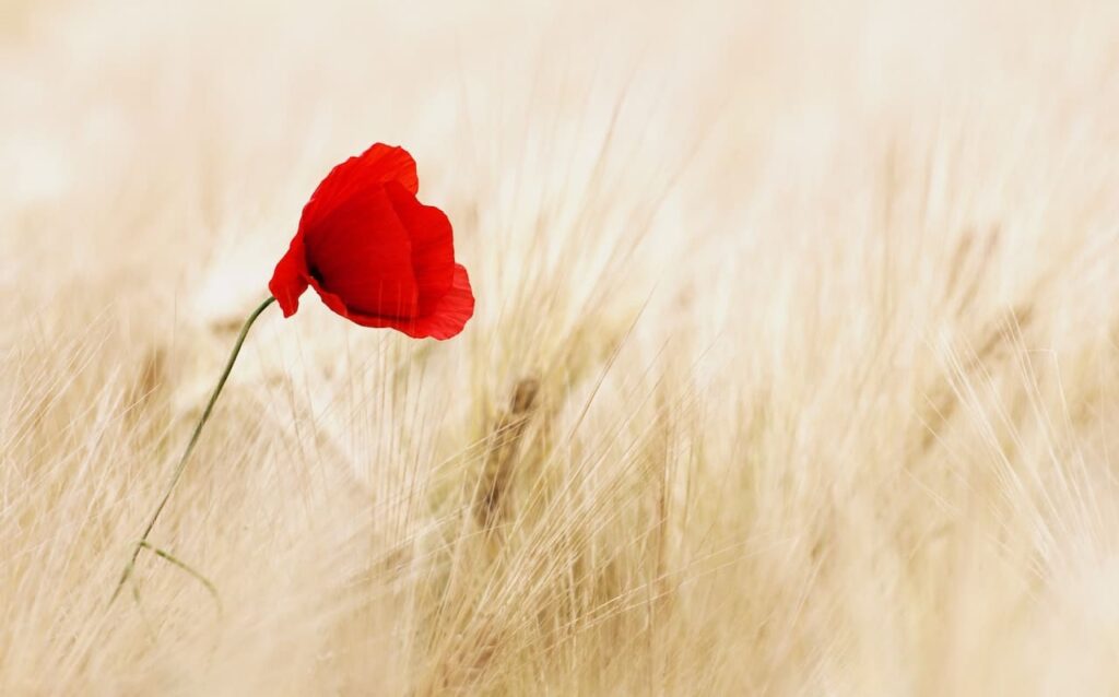 Titelbild: Eine Feldblume als Symbol zum Trauer bewältigen