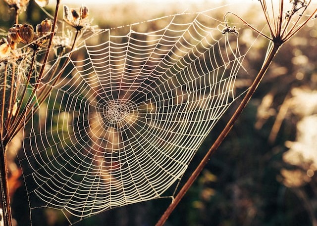 Titelbild: Spinnennetz symbolisierend für Spinnenphobie