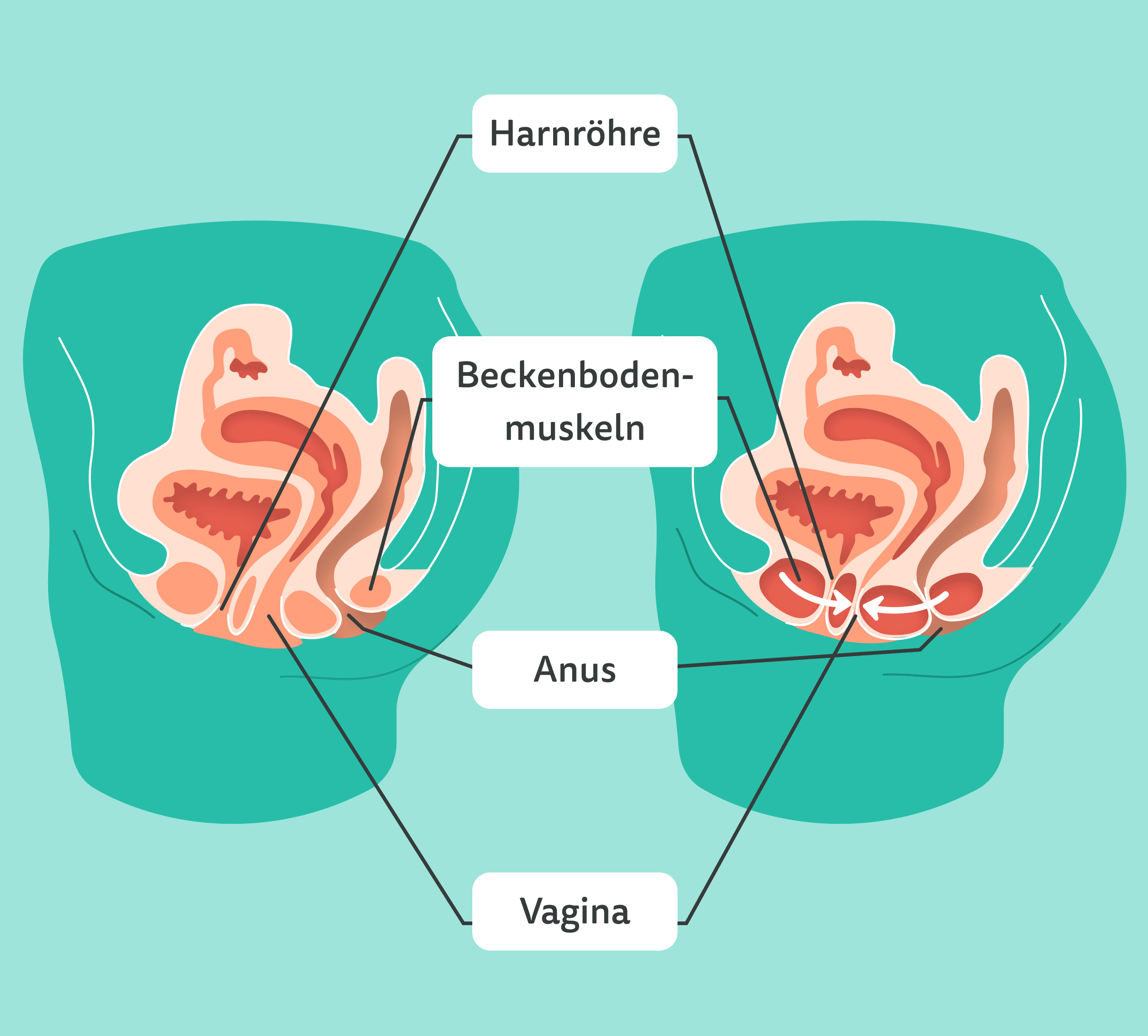 Infografik Anatomie: Entspannter Beckenboden und angespannter Beckenboden
