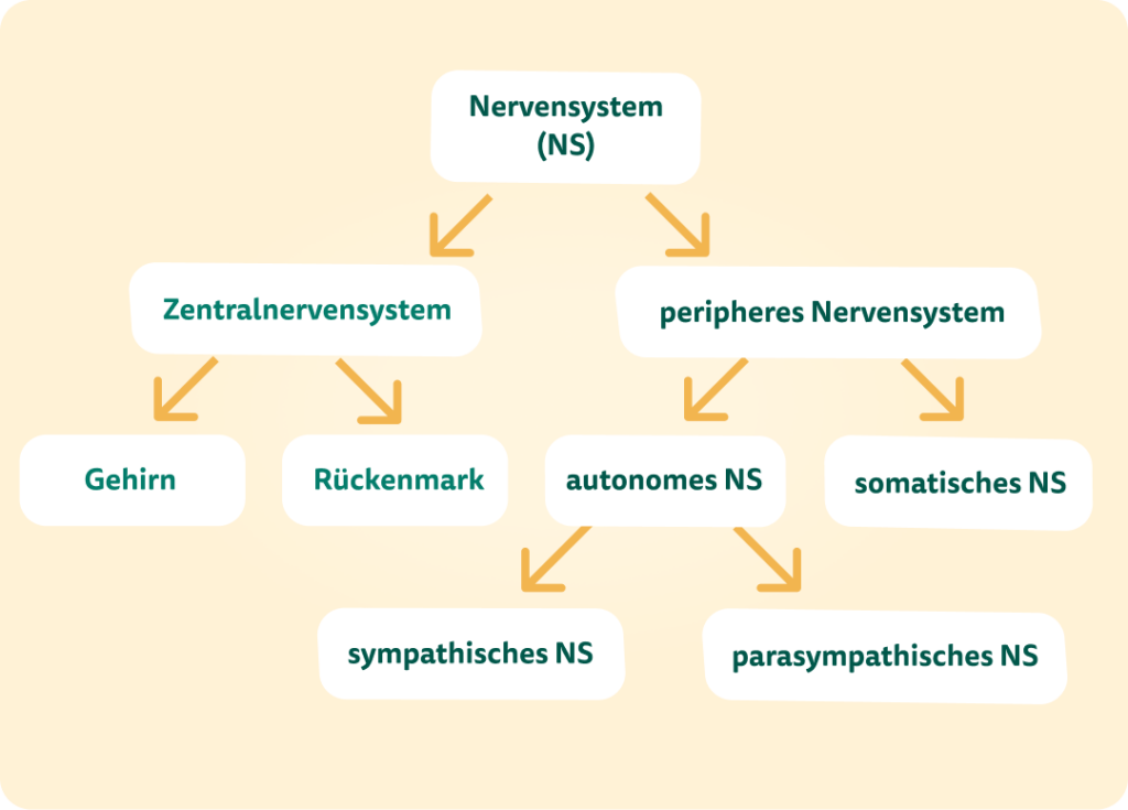 Im Diagramm: Der Aufbau des Nervensystems