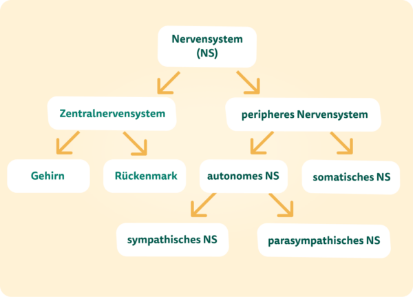 Das Nervensystem Beruhigen: Psychologische Tipps - HelloBetter